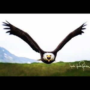 Meet your Posher, Casey